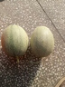 京鲜生 海南哈密瓜西州蜜/西周蜜 2粒5-7斤 单果2.5斤生鲜水果年货礼盒 实拍图