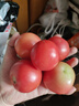 正宗攀枝花沙瓤西红柿露天生吃粉果番茄新鲜采摘非普罗旺斯西红柿 净重【小果50-80克】 1斤 实拍图