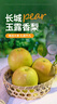 京鲜生 长城玉露香梨 净重7斤 单果300g+ 生鲜水果礼盒 实拍图