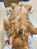 皇家狗粮 成犬狗粮 犬粮 宠物大型犬 GR26全价犬粮≥15月15KG 实拍图