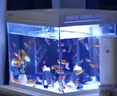 森森（SUNSUN）超白鱼缸一体缸自循环客厅桌面小型家用水族箱HEJ-380 实拍图