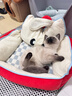 梵都宠舍猫窝保暖冬季睡觉用宠物狗窝四季通用猫沙发 实拍图
