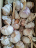 食尚半岛山东金乡鱼台大蒜农家自种干蒜新鲜蔬菜紫皮批发多瓣祘头当季 【中果】精品大蒜5斤 实拍图
