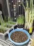 德沃多植物营养土通用15L园艺养花土种菜有机土壤盆栽种植土多肉 实拍图