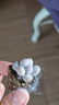 忆润蝶韩版汤圆奶酪多肉植物盆栽套餐新手办公室内萌肉创意绿植花卉 汤圆小苗2厘米【1颗】 实拍图
