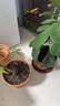 红陶花盆绿植盆栽国际盆工厂陶瓷花盆盆多肉育苗盆多肉花盆有孔 18X16cm（2个装）无托盘 实拍图