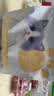 美人喵小安心猫粮幼猫1到3月奶糕专用离乳期4到12月全价小猫奶猫幼猫粮 【1-12月】冻干3拼幼猫粮2斤 实拍图