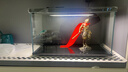 米家（MIJIA）智能生态鱼缸定时喂食智能鱼缸+画法几何增氧泵套装 实拍图