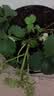 兰景天果蔬植物营养液浓缩阳台盆栽种植菜辣椒柿子家用肥料不烂根500ml 实拍图