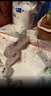 好奇（Huggies）铂金装小桃裤纸尿裤M144片(6-11kg)中号尿不湿【透爽散热】 实拍图