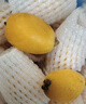 京鲜生 四川枇杷五星枇杷 净重2斤  单果20-30g 生鲜水果 实拍图