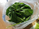 小汤山 菠菜 280g 基地直供新鲜蔬菜GAP认证 实拍图