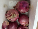 京鲜生河南紫皮洋葱带皮 净重5斤 单果250g+ 新鲜蔬菜源头直发 实拍图