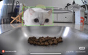 霍曼（Homerun）AI智能宠物自动喂食器视频版猫咪喂食定时定量摄像头可视 可插卡 实拍图