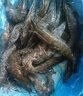 鲜京采【0保水剂】大号黑虎虾仁1kg 无冰净重68-88只  实拍图