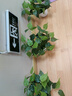 悠梵萌仿真绿萝盆栽绿植套装塑料花家居室内客厅茶几绿叶阳台装饰品摆件 实拍图