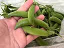 瀚德园王中王火腿肠即食肠肉肠香肠零食 30g*20支 实拍图