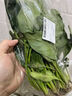 大菠菜300g 实拍图