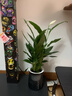 【热销款】白掌一帆风顺盆栽水培植物室内花绿植红掌发财树吸甲醛 特级白掌带花+繁星自吸盆 实拍图