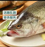 鲜活冲浪河鲈鱼400-500g/条 实拍图