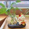京东鲜花招财猫水培花瓶家居客厅装饰品办公桌面工位摆件水养器皿花盆摆设 实拍图