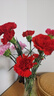 【单头康乃馨】鲜切花多色云南基地直发送妈妈送老婆花七夕节礼物 单头康乃馨红色20枝 实拍图
