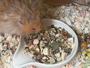比克熊仓鼠粮金丝熊粮食高蛋白口粮五种冻干增肥长肉饲料面包虫干500g 实拍图