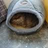 贝初众猫窝四季通用封闭式猫屋加厚中小型犬狗窝冬季保暖夏季夏天可拆洗 可爱猫头窝【建议25斤内】 亲肤舒适 造型可爱 实拍图