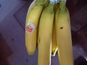 黄胖子进口香蕉650g 实拍图