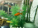 森悠（SARYOR）孔雀鱼纯种观赏鱼小型淡水好养热带鱼活体斑马金鱼凤尾鱼繁殖 杂袍孔雀鱼10条+5条备损 实拍图