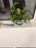 双盟绿萝盆栽除甲醛花卉绿植办公室新房净化空气 120款10盆源头直发 实拍图
