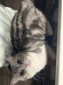 snowpaws宠物免洗手套猫咪狗狗清洁湿巾猫干洗狗洗澡杀菌除臭除味洗擦全身 实拍图