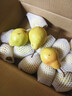 京地达烟台太婆梨软梨净重5斤单果130g新鲜香蕉大头啤酒梨 源头直发包邮 实拍图
