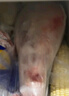 涝河桥 宁夏滩羊 国产带骨羊后腿 4斤/条 生鲜羊肉烧烤食材 实拍图