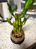 花翁水培绿植室内水养花卉盆栽 富贵竹+莲花陶盆+底座+铺面砂源头直发 实拍图