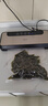 得力家用商用抽真空封口机小型真空包装机食品塑封机全自动真空机干湿两用保鲜打包密封机双泵高效真空 实拍图