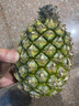 正宗海南金钻凤梨新鲜水果当季树上熟芒果凤梨【催熟食用】 1粒装单果500g-650g【7成熟，催熟再吃】 实拍图
