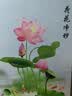 荷花鲤鱼图九鱼聚财装饰贴画卫生间专用荷花除秽自粘墙贴壁画防水 荷花净秽 宽50×高70厘米 实拍图