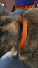 普安特猫咪情绪安抚精油项圈外出应激狗狗舒缓情绪抓咬乱尿35cm橙色 实拍图