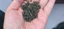 崂卓崂山绿茶新茶 深山手工茶500g罐装芊萝叶 山东青岛特产 实拍图