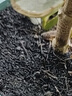 稻壳炭园艺草木灰养花种菜碳化谷壳颗粒纯天然钾肥农家肥腐熟肥料 稻壳炭40升 实拍图