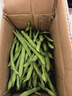 农家四季豆新鲜现摘云南长扁豆角农家应当季蔬菜芸豆现摘菜豆 新鲜四季豆2斤带箱 实拍图