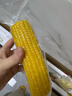 十月稻田 黄甜糯玉米 8根 3.52斤 真空包装 东北粘玉米棒 低脂早餐 实拍图