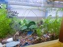 森森 超白玻璃小型热弯水草鱼缸HRK-600套缸+过滤器+水草灯 实拍图