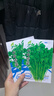 【随种随吃】调料菜种子组合春季四季易种耐热阳台盆栽通种蔬菜 小叶香菜种子2包约2000粒 一包约1000粒 实拍图