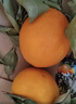 京觅江西赣南脐橙9斤净重橙子钻石果220g起手提礼盒甜橙水果源头直发 实拍图