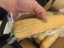 京鲜生东北白糯玉米330g*8根 甜黏玉米低脂早餐代餐粗粮真空装 源头直发 实拍图