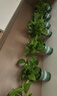 双盟绿萝盆栽除甲醛花卉绿植办公室新房净化空气 120款10盆源头直发 实拍图
