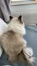 素力高进口猫粮优蛋白金素鸡肉猫粮幼猫成猫全阶段无谷健康猫粮 【基础营养丨囤货装】金素鸡12磅*2/10.88kg 实拍图