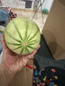 京鲜生 海南哈密瓜西州蜜/西周蜜 4粒装 10斤起 生鲜水果年货礼盒 实拍图